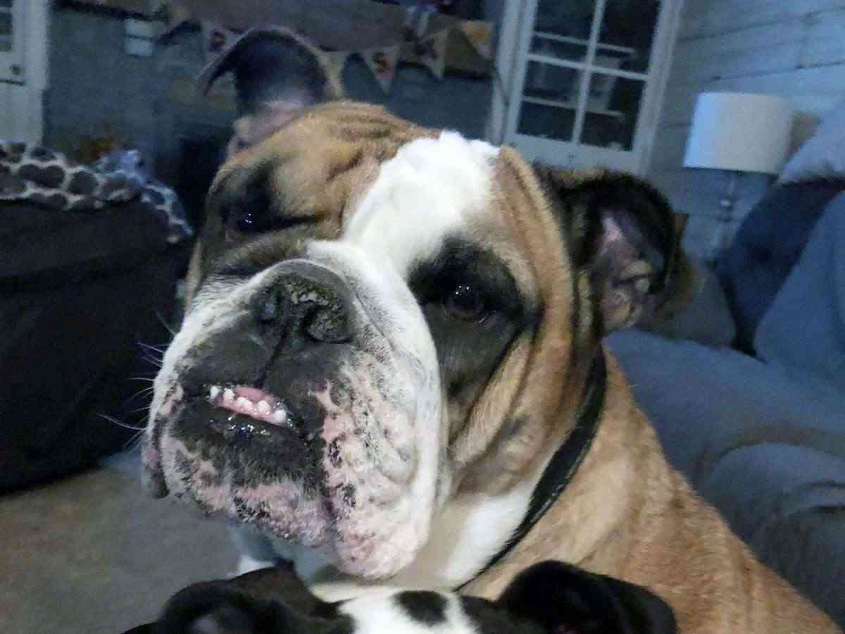 Bulldog smiling Bulldog smiling