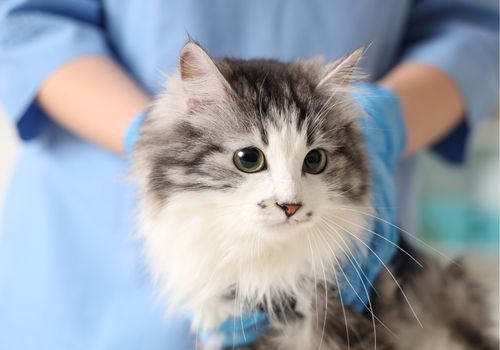 Cat being held by a vet