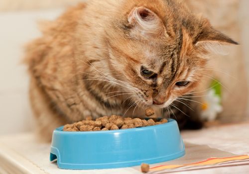 Cat eating from a bowl