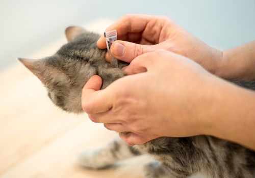 Cat getting a tick treatment