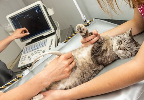 Cat getting an ultrasound