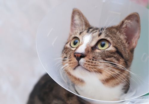 Cat in a cone after surgery