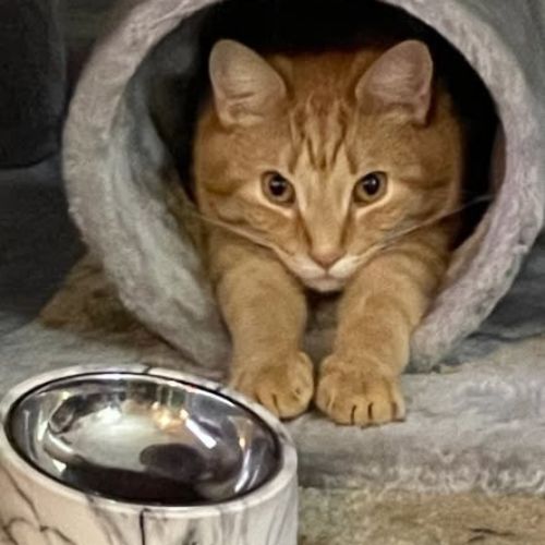 Cat sitting in a tunnel