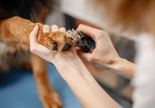 Cutting a dog's nails