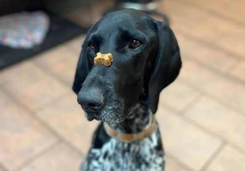 Dog balancing a treat on its nose