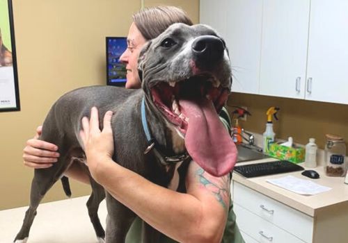 Dog being hugged by veterinary staff