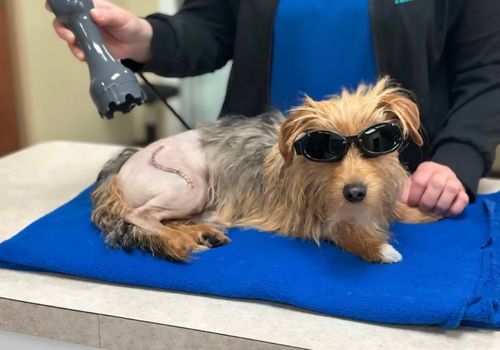 Dog getting laser therapy by veterinary staff