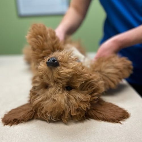 Dog laying on its back at the vet