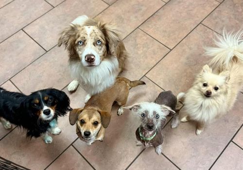 Dogs sitting on floor and looking up