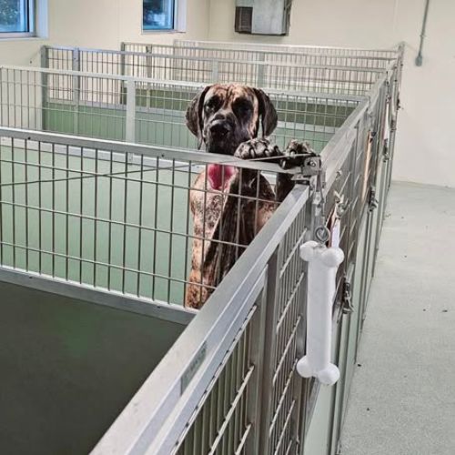 Large dog standing up against a kennel gate