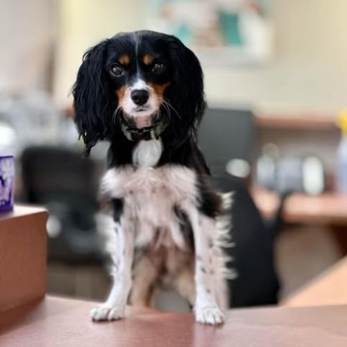 Small dog at Parrett Veterinary Clinic Reception desk