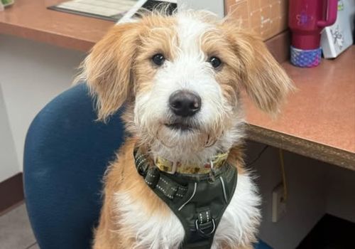 Small dog sitting on a chair