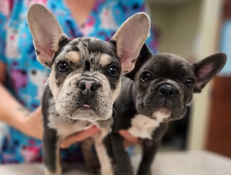 Two small dogs at the vet clinic