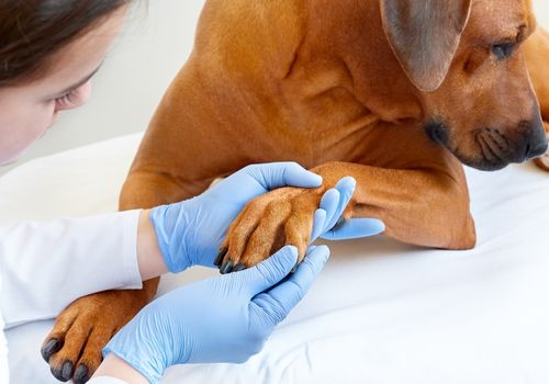 Vet examining a dog's paw