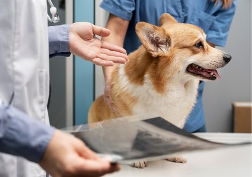 Veterinarian looking at a dog's Xray