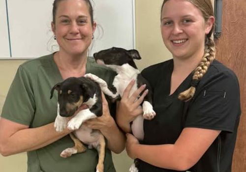 Veterinary Staff holding puppies