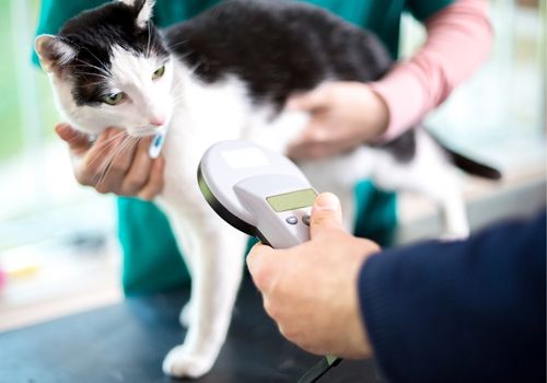 cat getting scanned for microchip