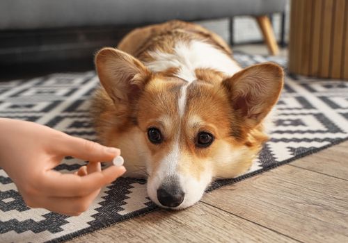 dog getting a pill for parasite treatment