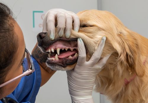 vet staff looking at a dog's teeth