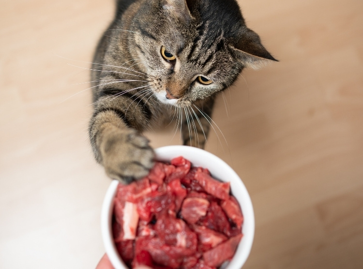 A tabby cat with its paw reaching for a bowl of raw meat held by a person.