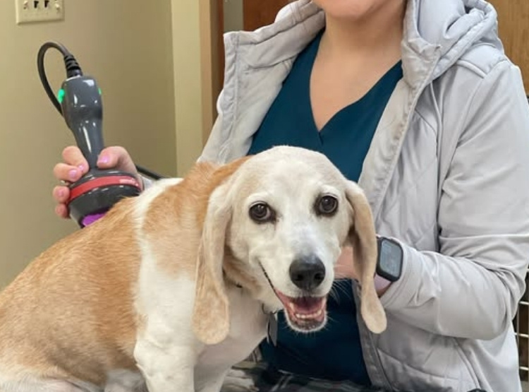 A person in protective eyewear holds a laser therapy device over a dog sitting on a plaid blanket.
