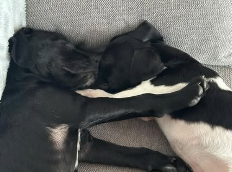 Two puppies, one black and one black and white, are sleeping cuddled together on a gray couch.