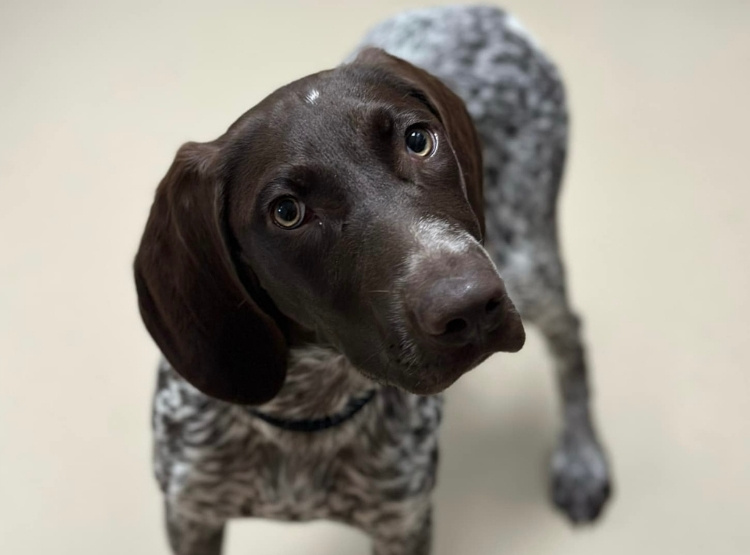 A dog with a brown and white spotted coat is looking up.