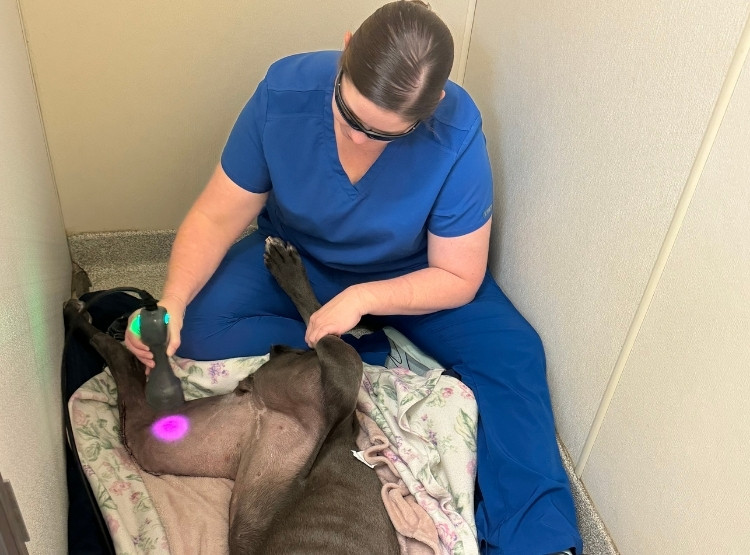 A person in blue scrubs and protective glasses uses a laser therapy device on a dog's leg.
