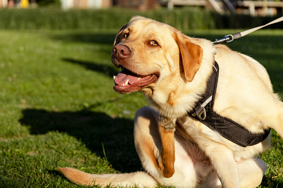 dog scratching